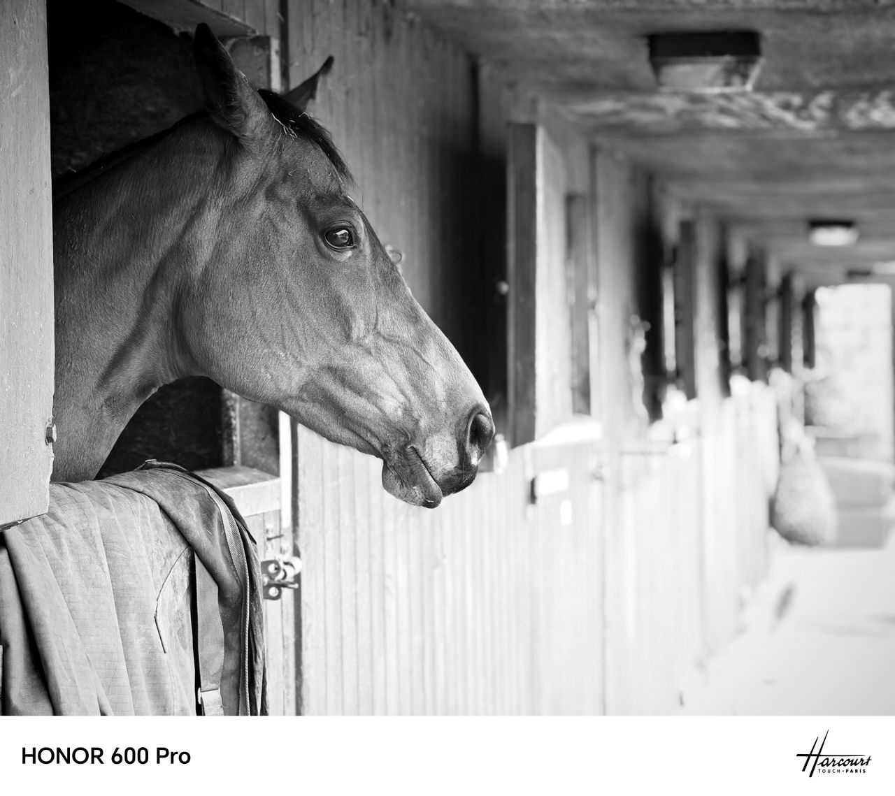 Black-and-white portrait of a horse looking out from a stable
