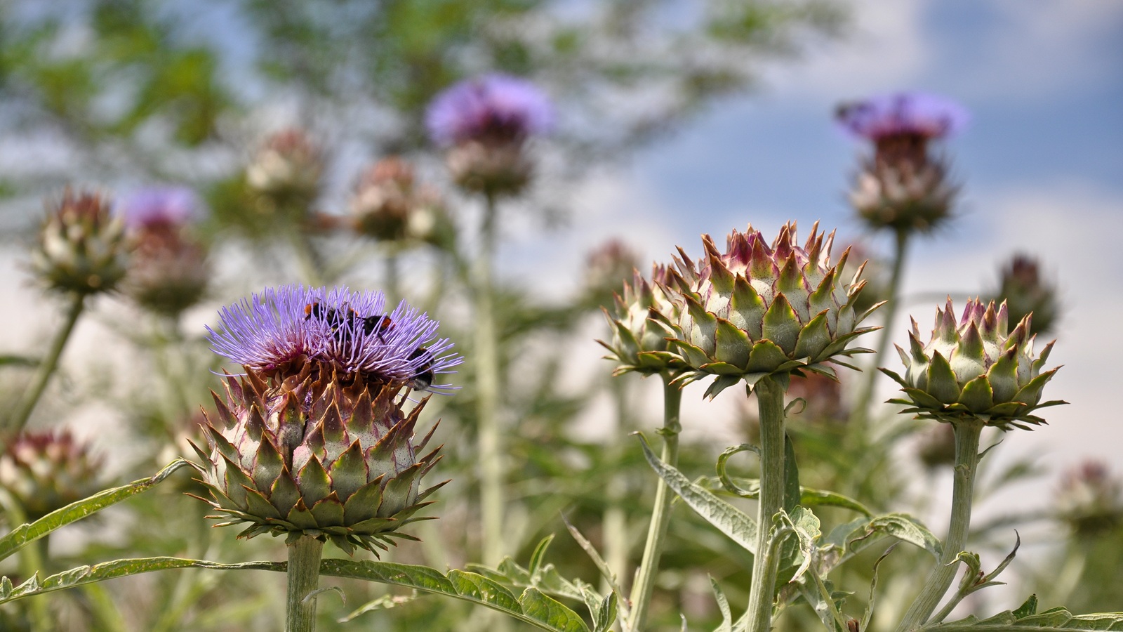 Globe artichokes