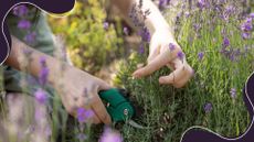 picture of woman pruning lavender with secatuers