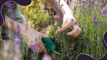 picture of woman pruning lavender with secatuers 