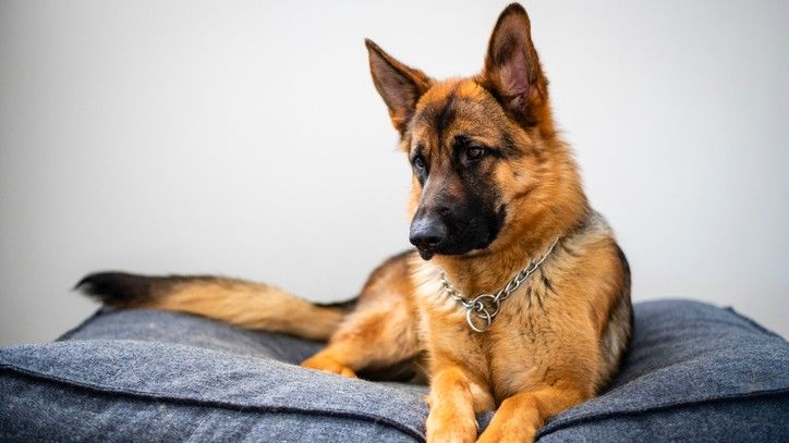 German shepherd on one of the best dog beds