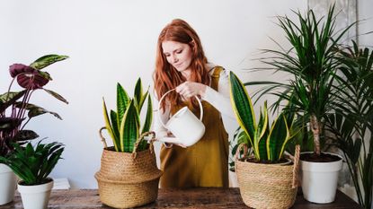 Young woman watering snake plants.