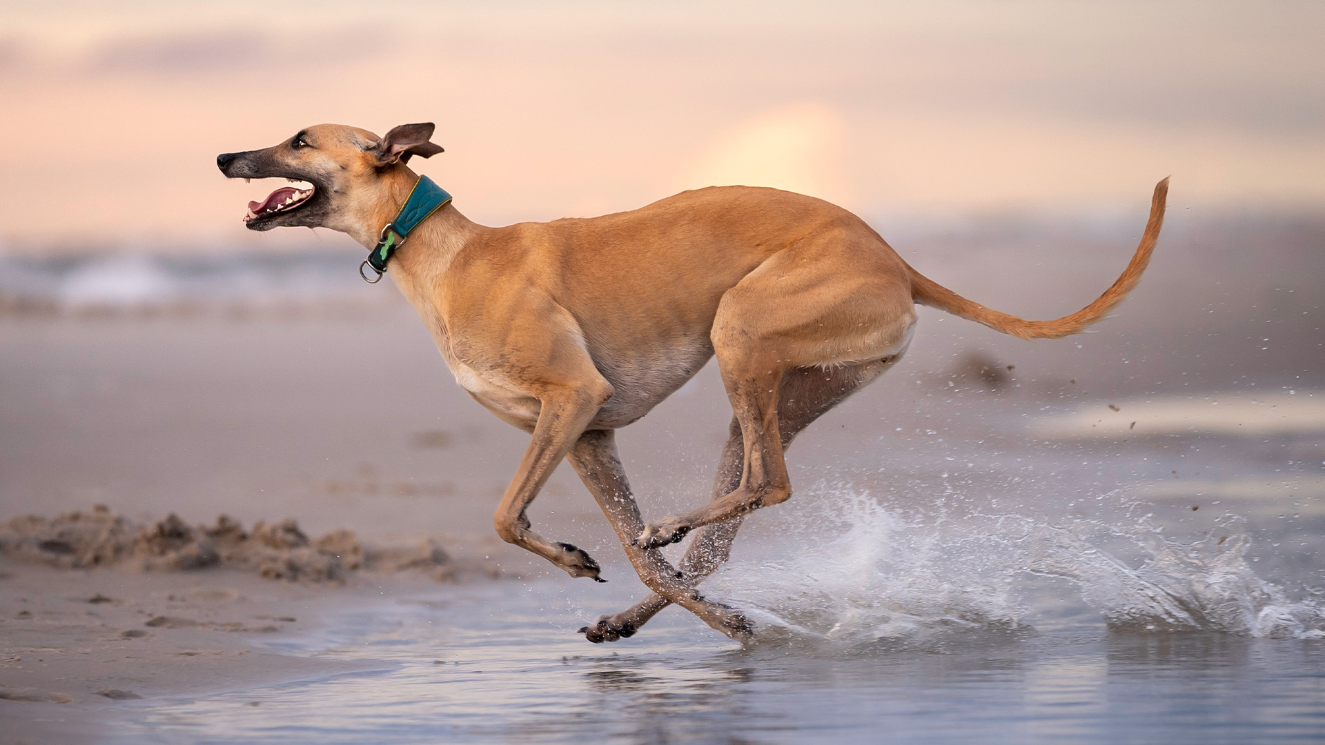 Greyhound running on the beach