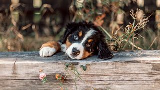 Bernese Mountain Dog puppy with head resting on log