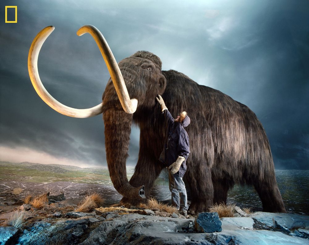 Humans Blamed for Extinction of Mammoths, Mastodons & Giant Sloths | Live  Science