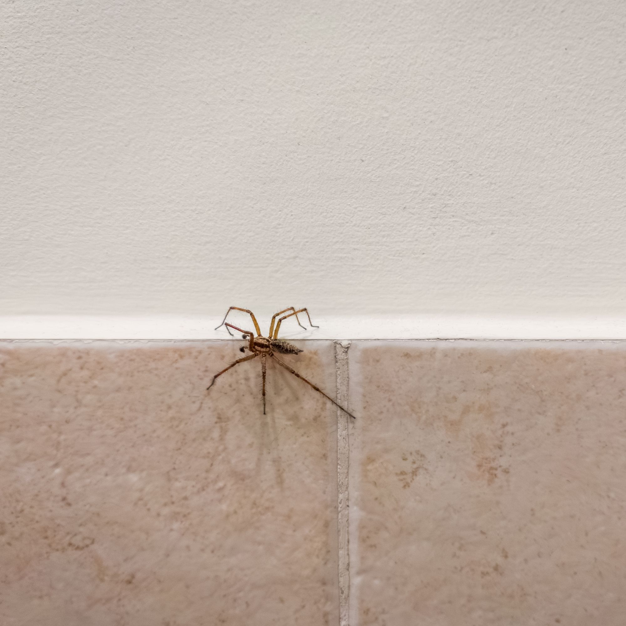 A spider on beige tiles