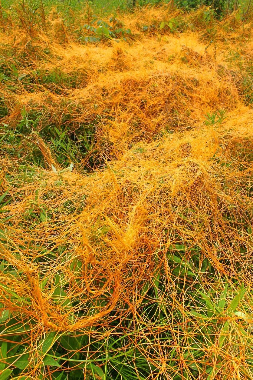 dodder