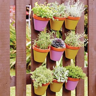 yellow and purple plant pots on wooden fencing