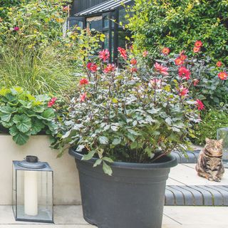 Red flowering dahlias in black pot on patio area next to tabby cat in garden