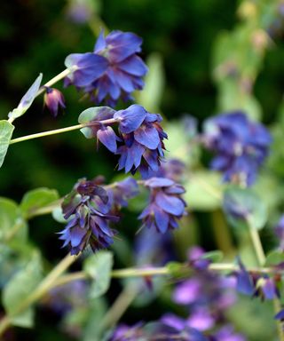 Blue cerinthe flowers