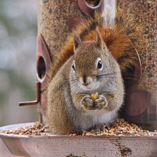 Closeup of squirrel eating seeds on bird feeder