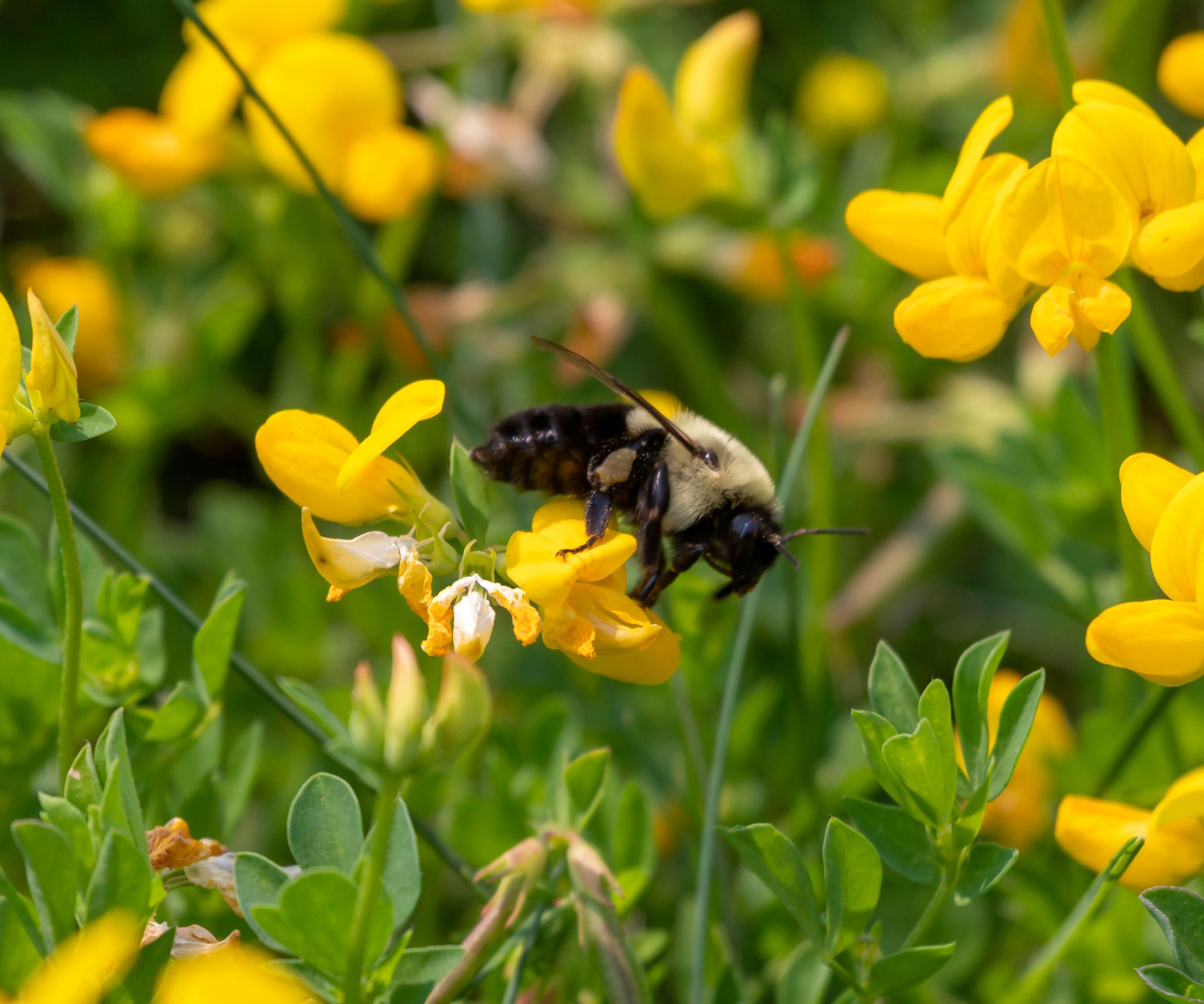 Brown Belted Bumblebee