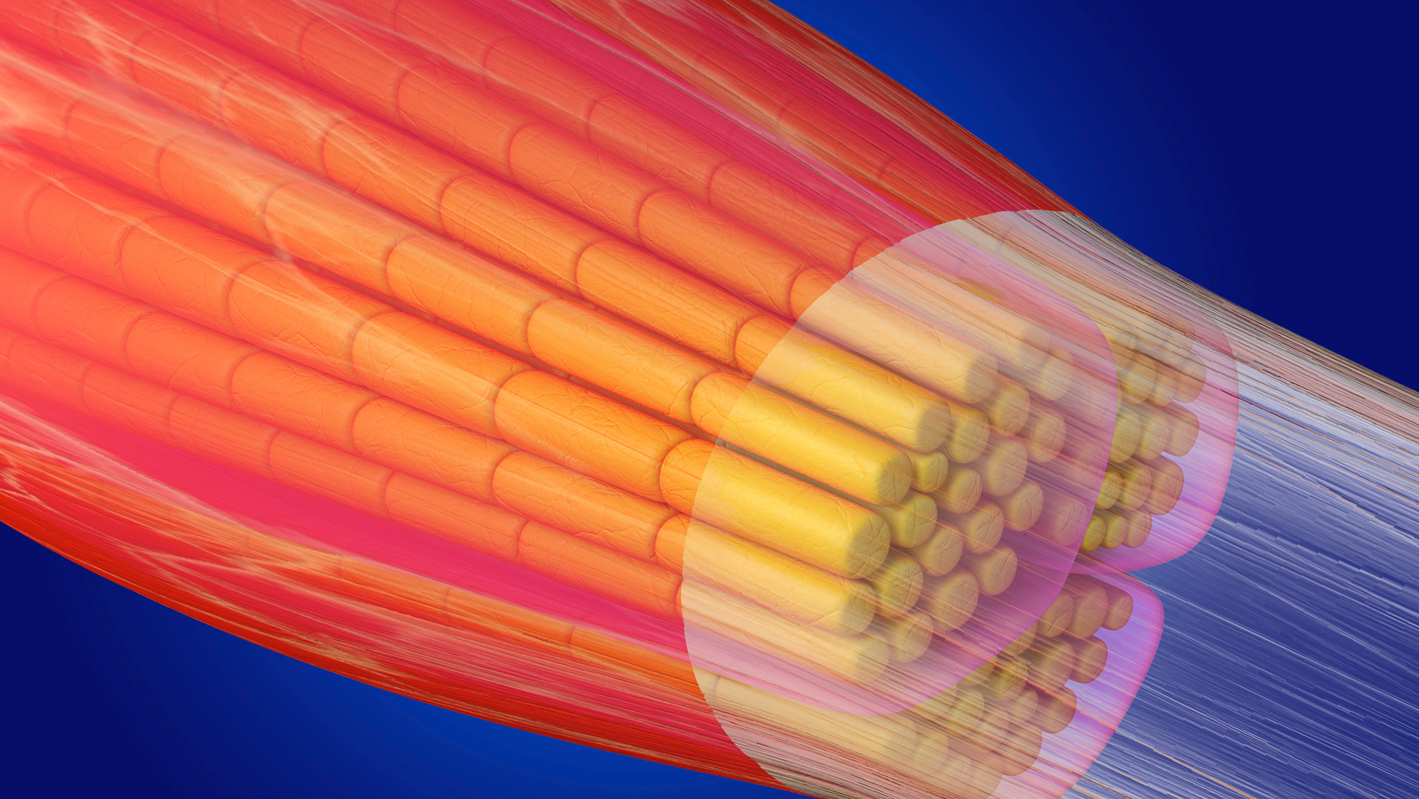 An illustration of  bundle of muscle fibers against a blue background