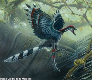 Archaeopteryx, flying dinosaur, feathered dinosaur, Avian ancestors,
