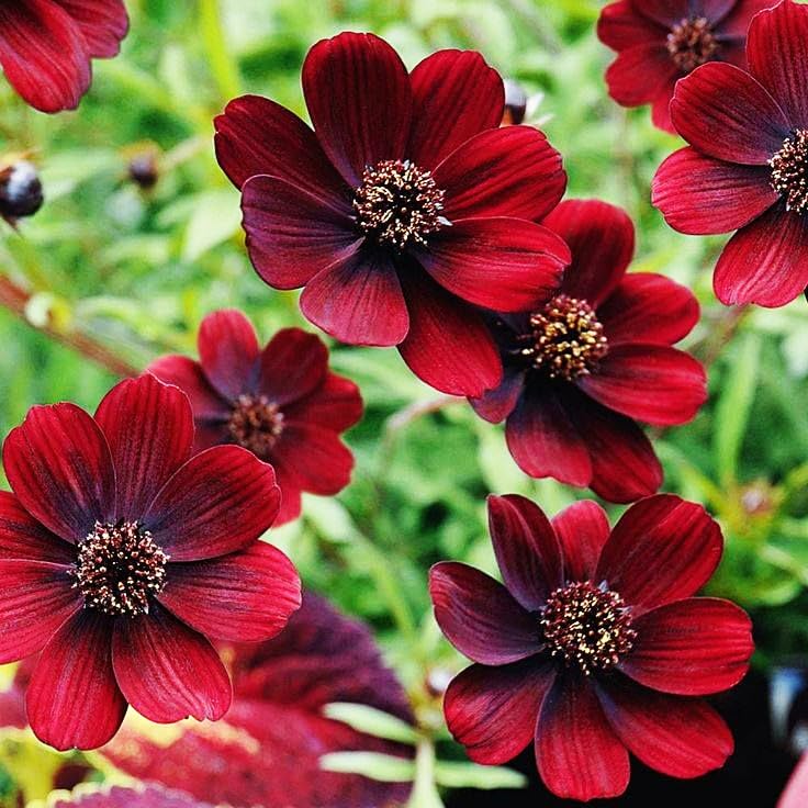 1000+ Cosmos Atrosanguineus Flower Seeds for Planting Outdoors Attract Bees &amp;amp; Butterflies