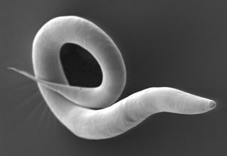 The nematode worm Caenorhabditis elegans measures only about a millimeter in length.
