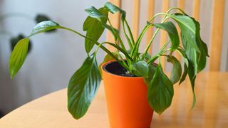 Wilting peace lily