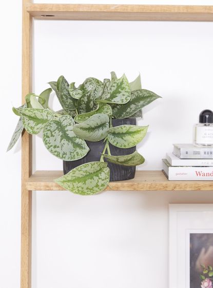 The 10 Best Houseplants For Beginners As Chosen By Experts | Livingetc