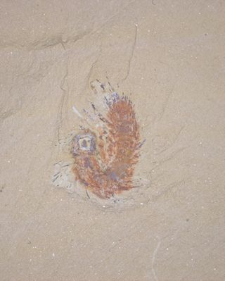 One of the only two known fossils on record of Orthrozanclus elongata