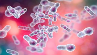 clostridium difficile bacteria