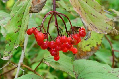 highbush cranberry