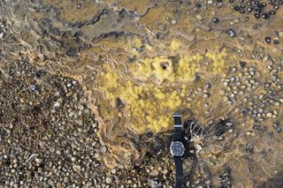 These distinctive wavy globs are a modern-day version of Earth's oldest known life. Stromatolites, microbial mats that thrive on sunlight, have been discovered in Tasmania for the first time. Stromatolites first evolved around 3.5 billion years ago, and t