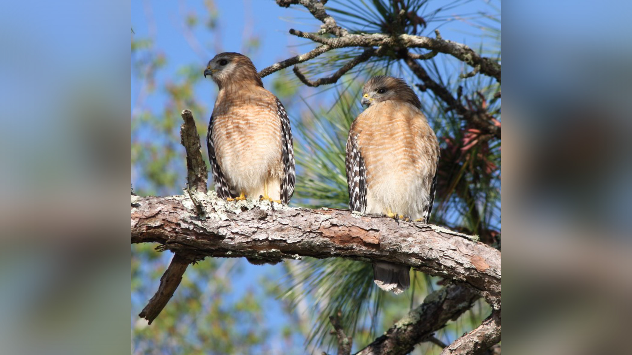 Pair of hawks in wild.