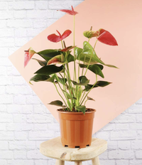 Flamingo anthurium, Amazon