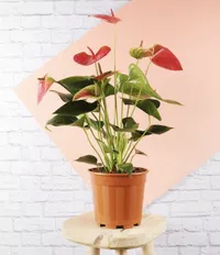 Flamingo anthurium, Amazon