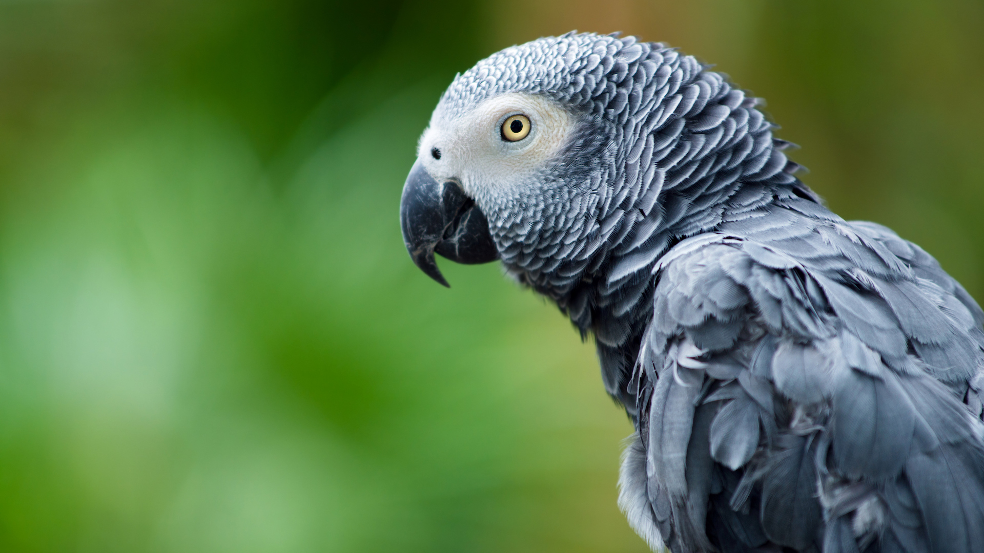 A photograph of an African Gray parrot