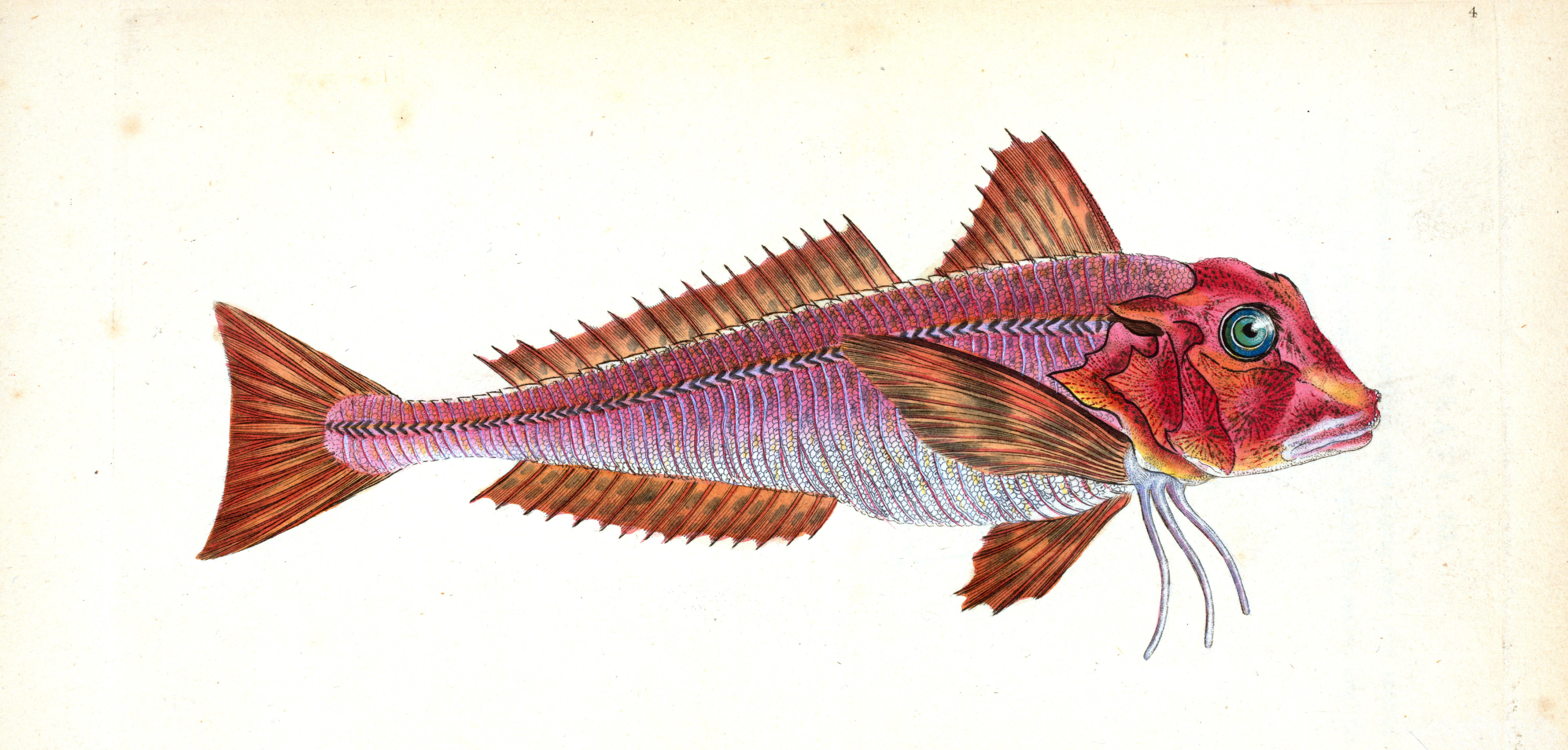 Antique fish illustration