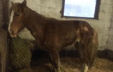 Pony-Bargoed-Feb16.jpg