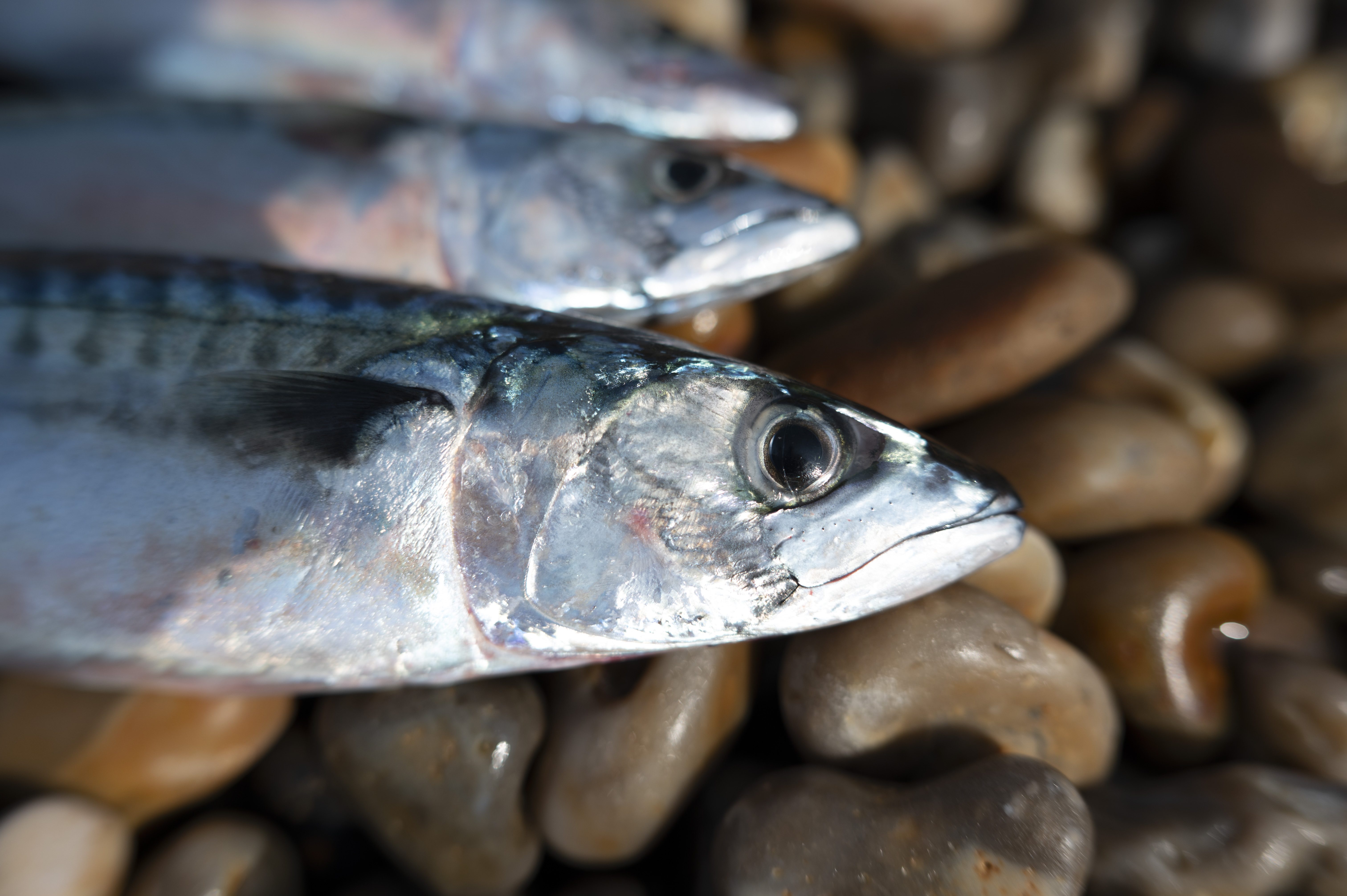 Closeup of caught fish on beach, taken with the Nikon Z 35mm f/1.4 lens