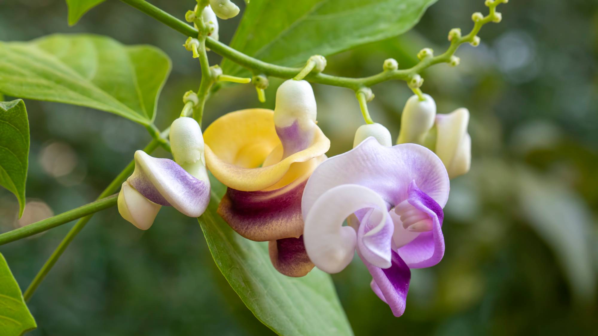 Flowers of the corkscrew or snail vine
