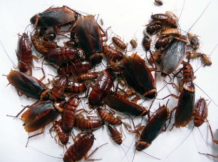 A colony of cockroaches maintained by virgin birth, or parthenogenesis. The roaches have been temporarily anesthetized with carbon dioxide. 