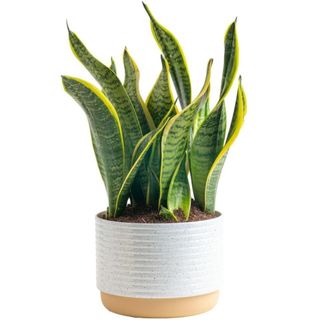 Costa Farms, Costa Farms Snake, Sansevieria White-Natural Decor Planter Live Indoor Plant