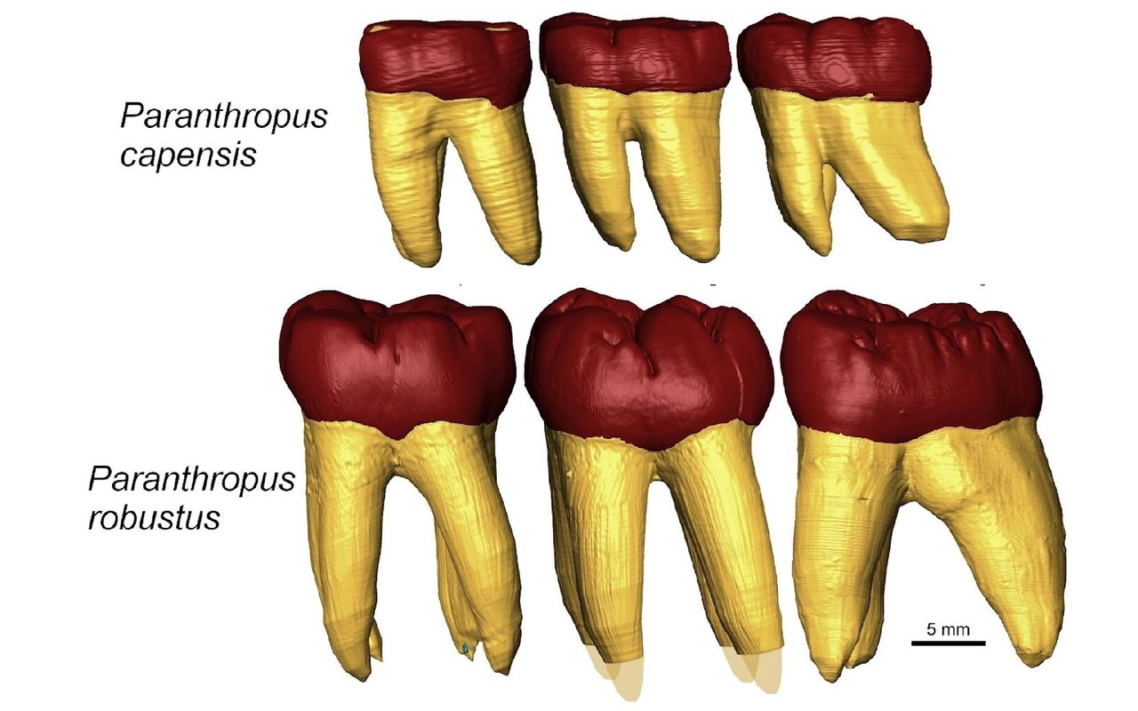 digital models comparing the teeth of Paranthropus capensis and Paranthropus robustus
