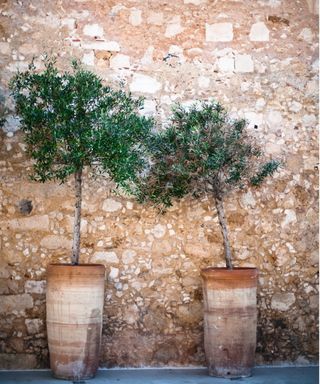 Olive tree in pot