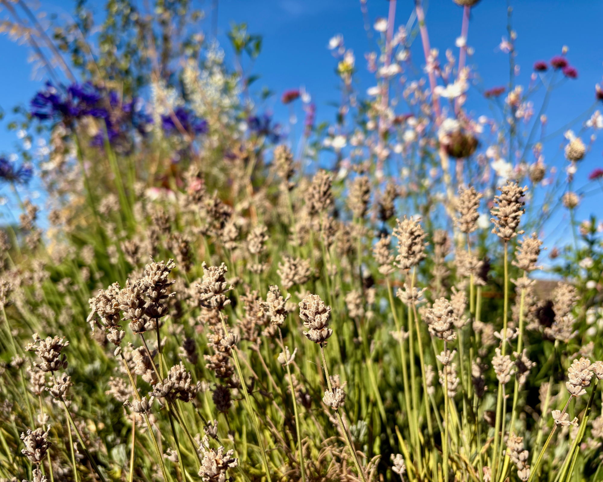 Lavender in August