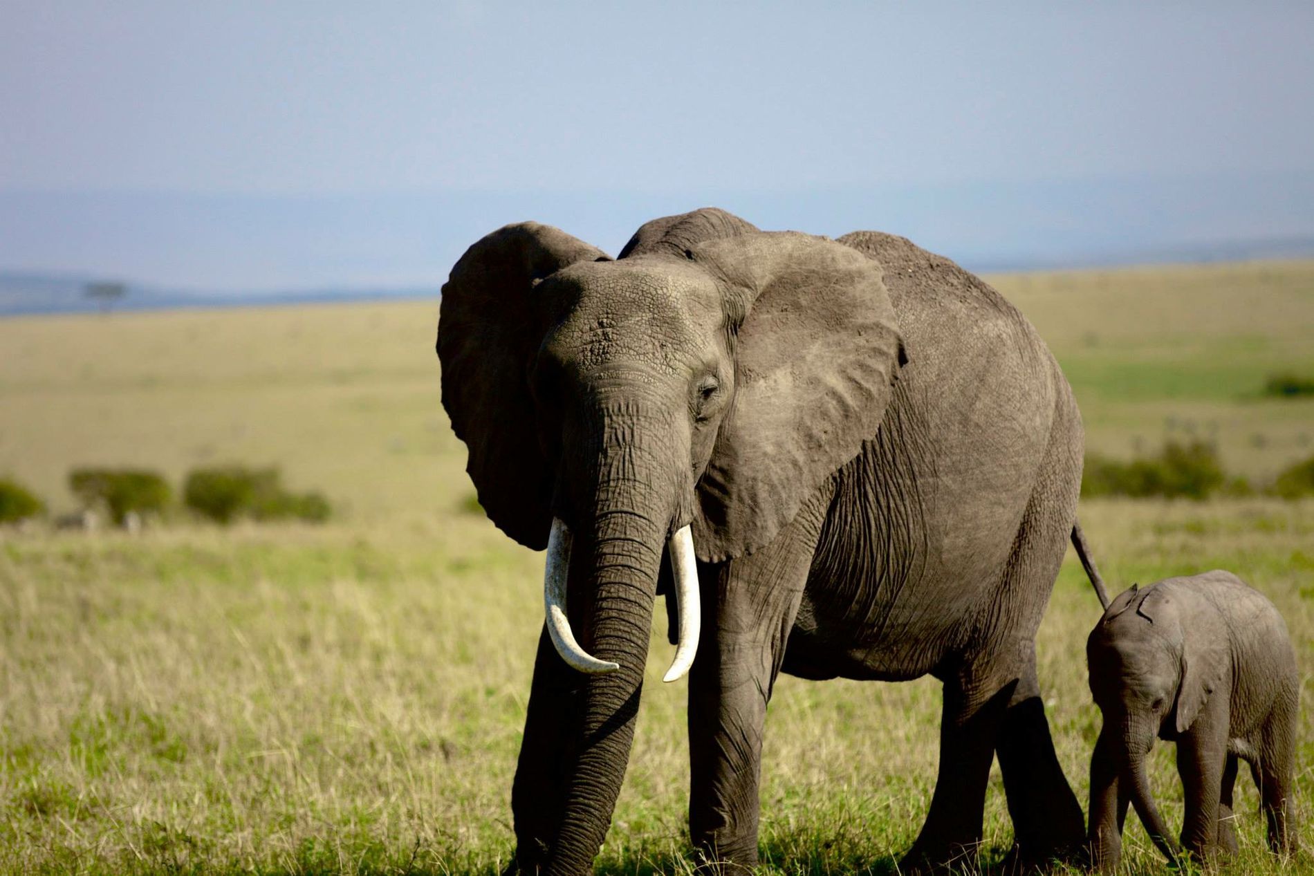 GuruShots - February 2026