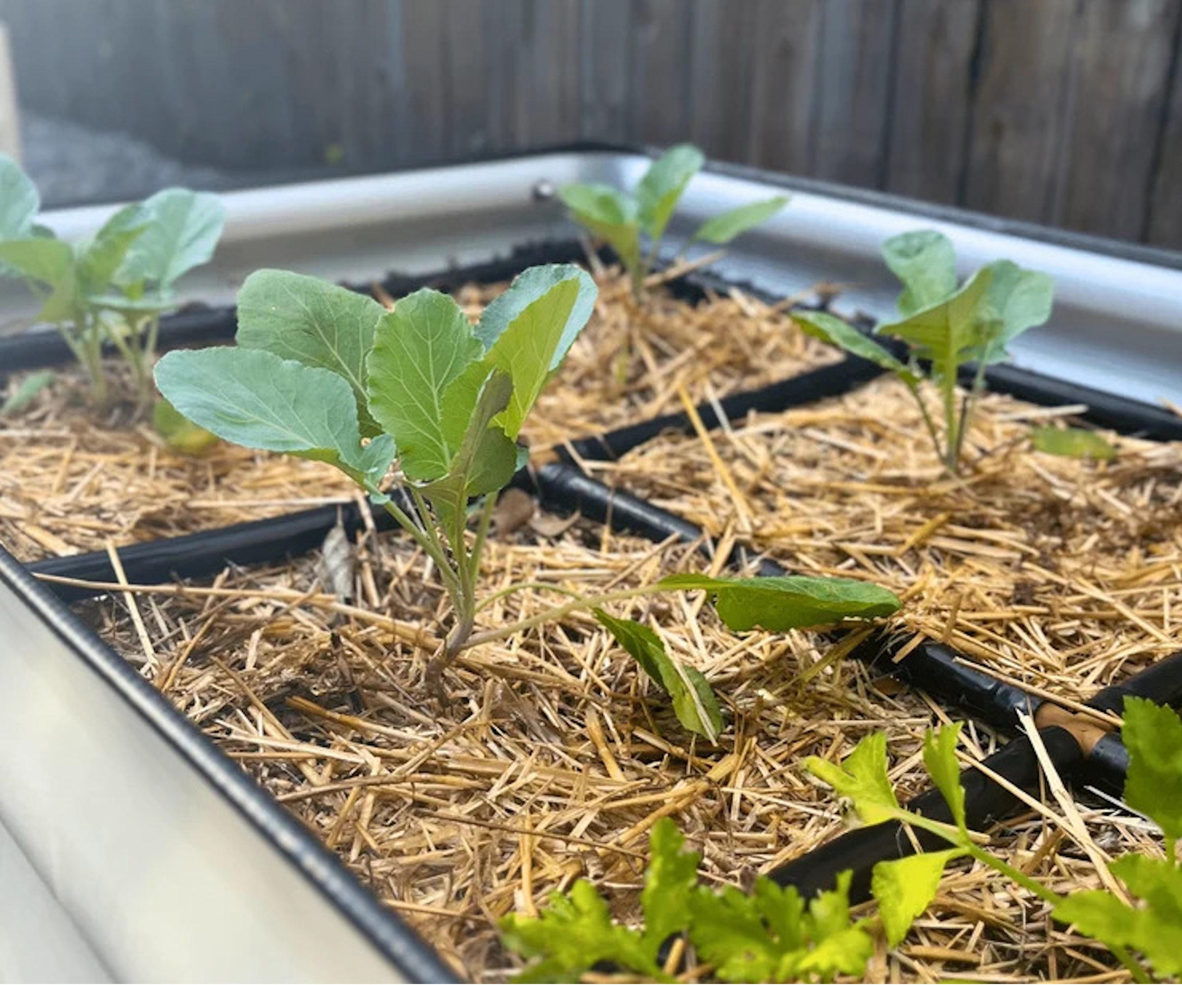 Garden In Minutes watering grid