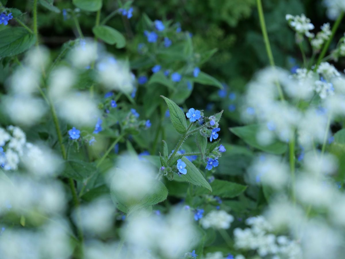 The autofocus is both fast and, when necessary, very precise.