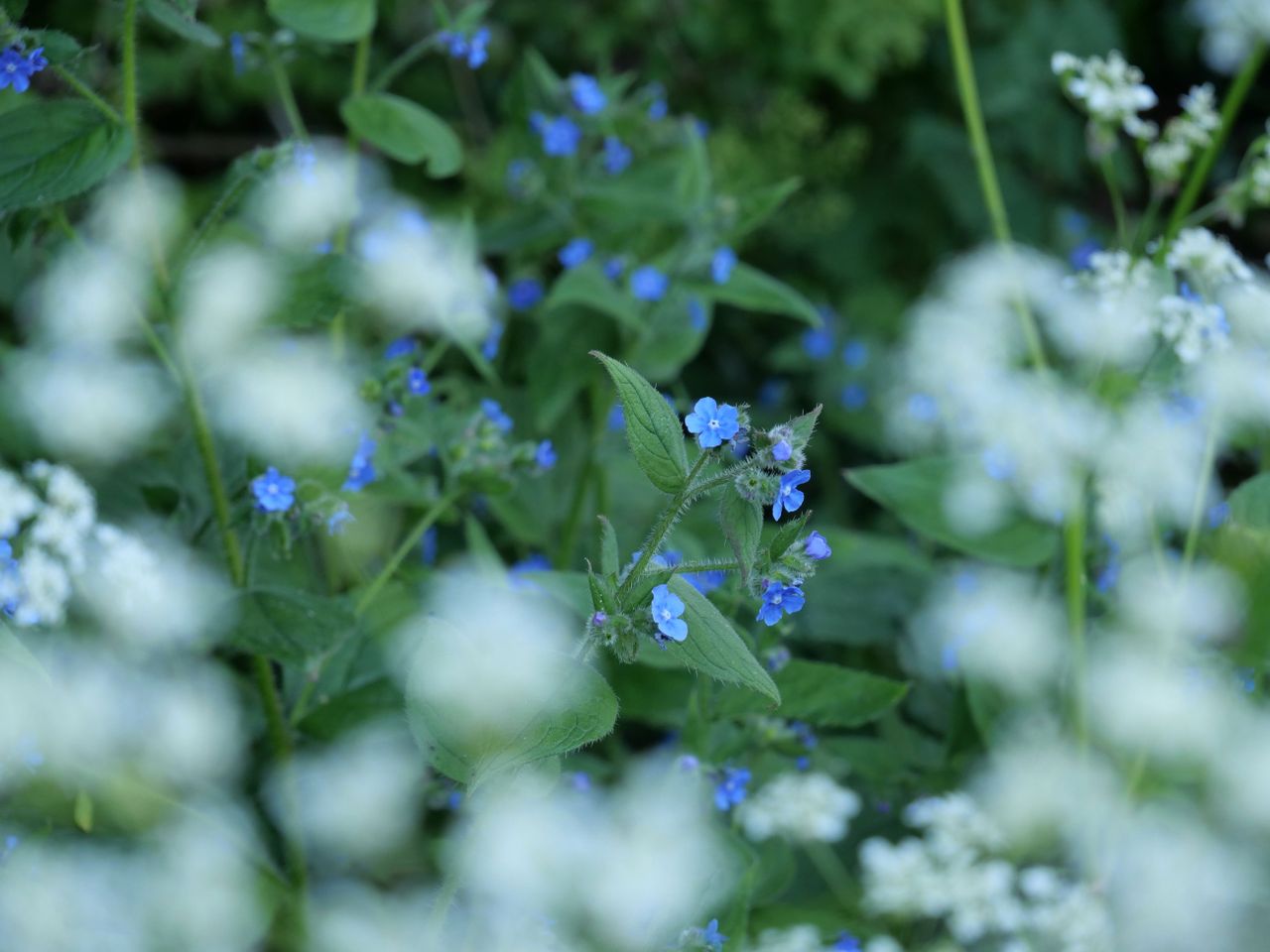 The autofocus is both fast and, when necessary, very precise.