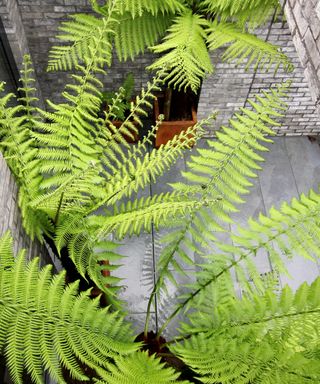 dicksonia tree fern in urban courtyard