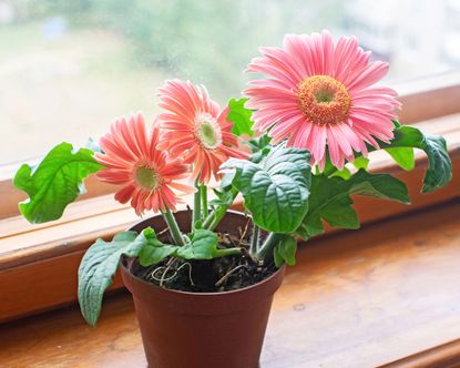 Gerbera daisy houseplant on windowsill with pink flowers 