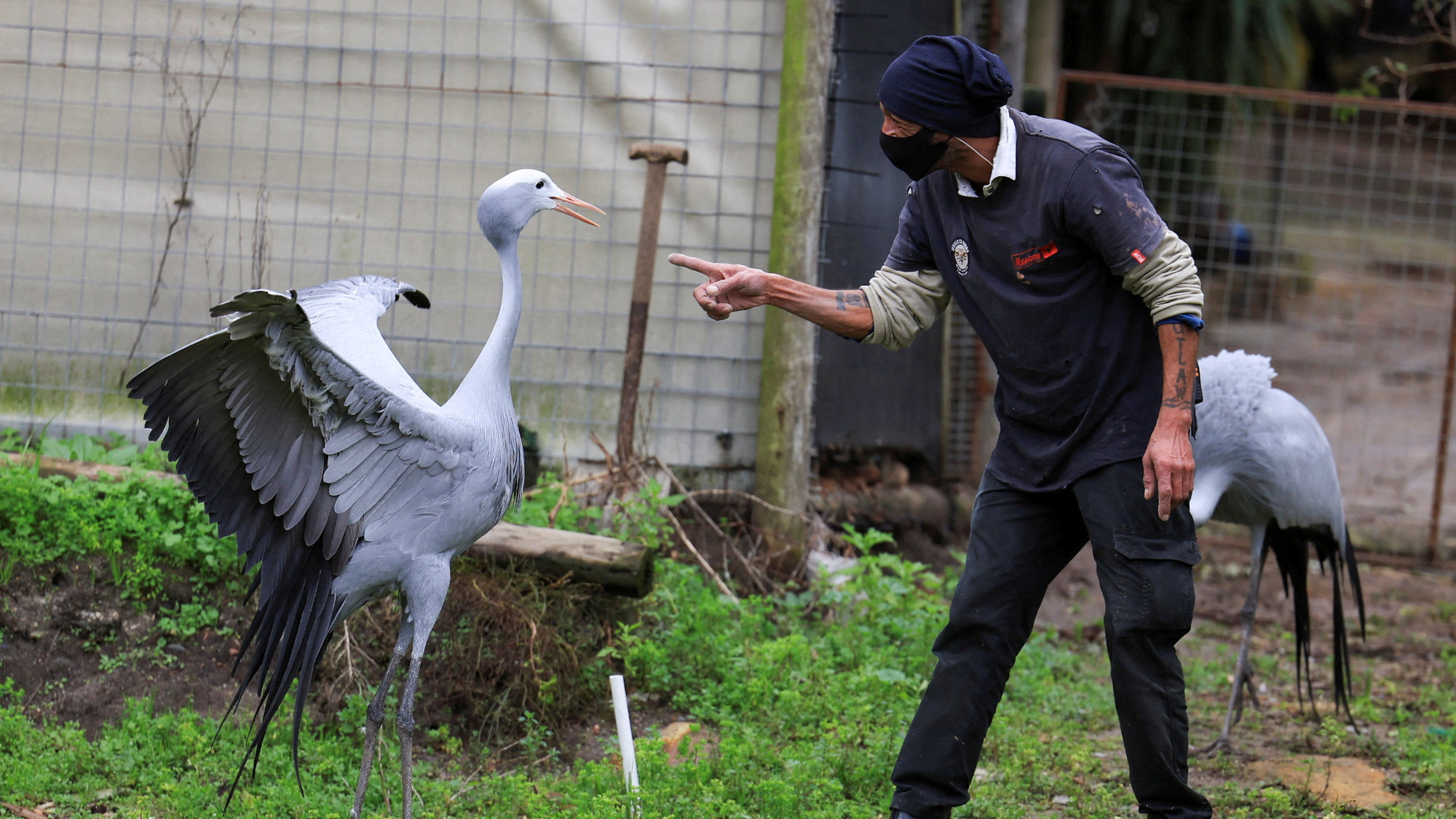 A blue crane