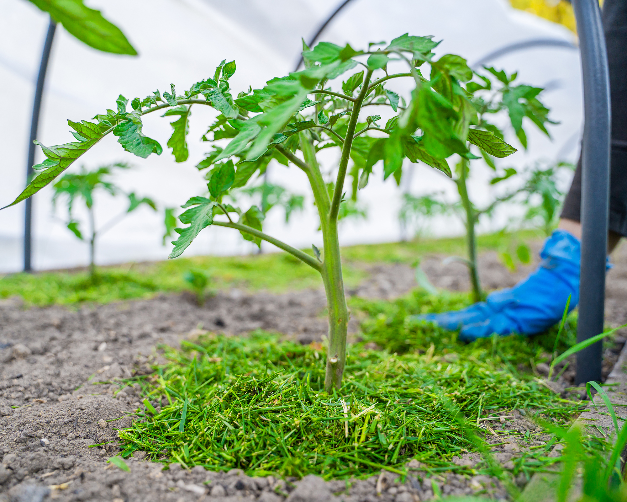Tomatoes mulched with grass clippings