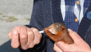 Baby red squirrel being fed