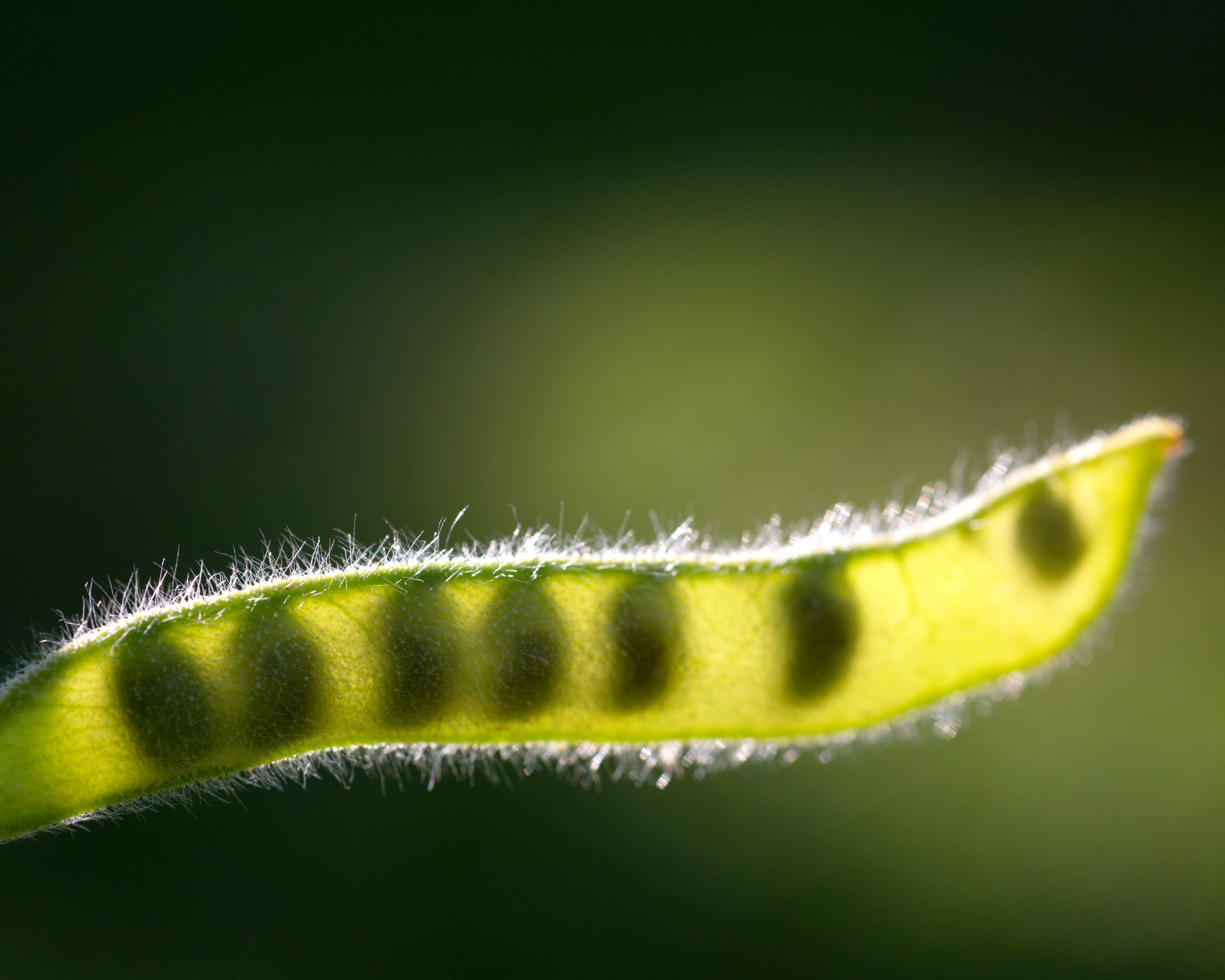 Closeup of immature sweet pea pod