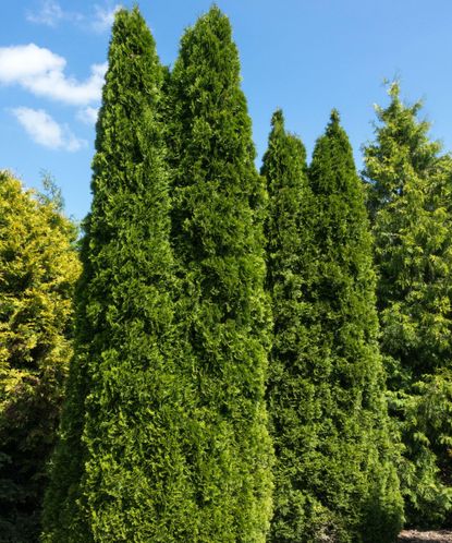 The best evergreen trees to stop your yard looking so bare | Livingetc